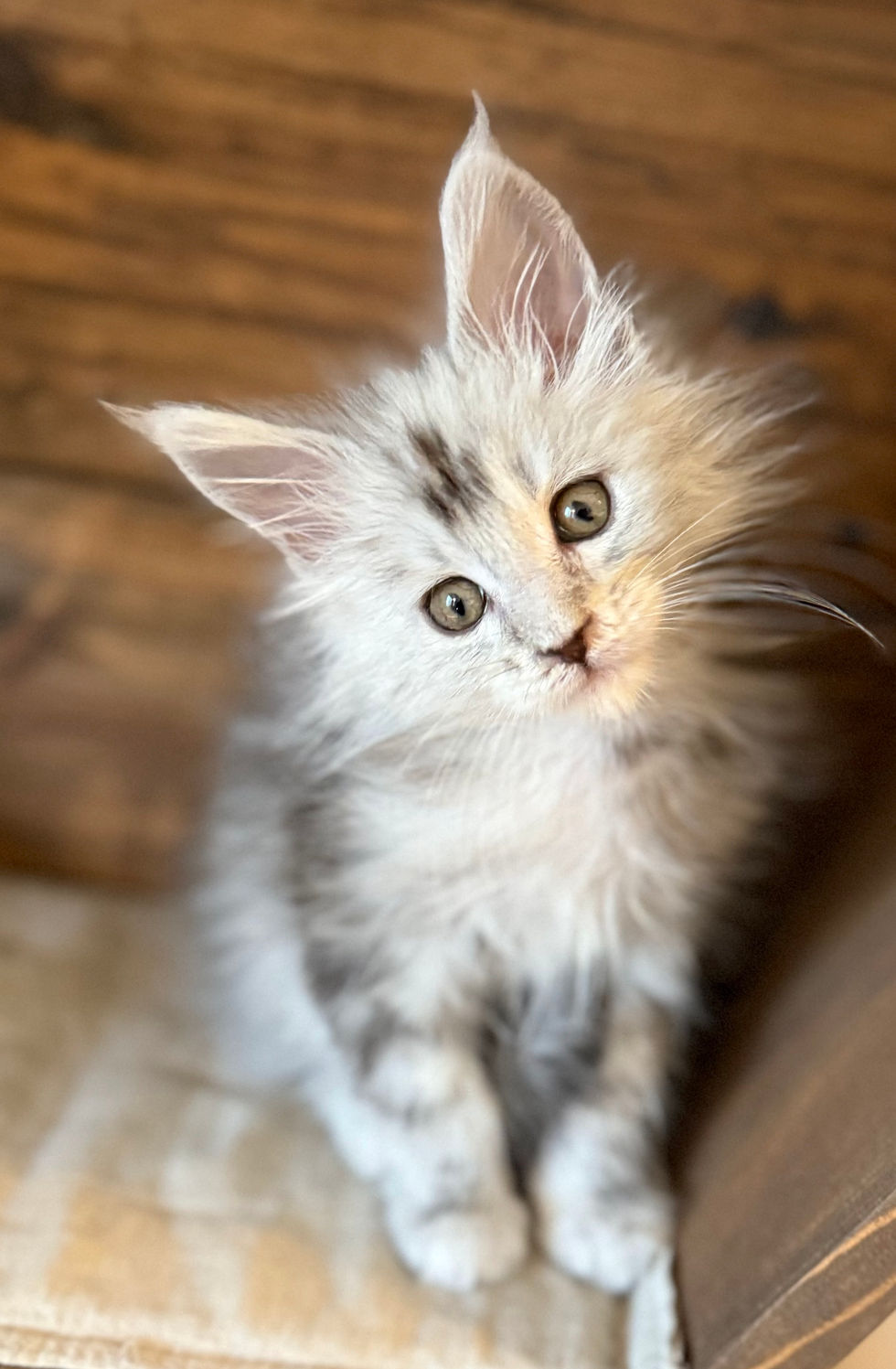 Aero - 8 weeks