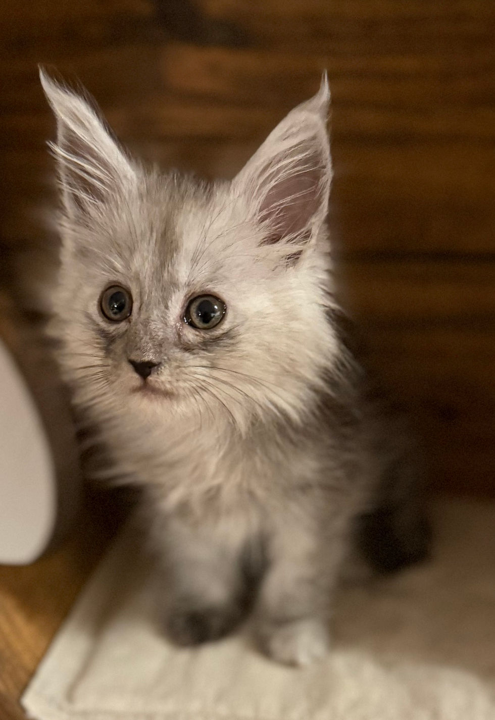 Araelia- 9 weeks