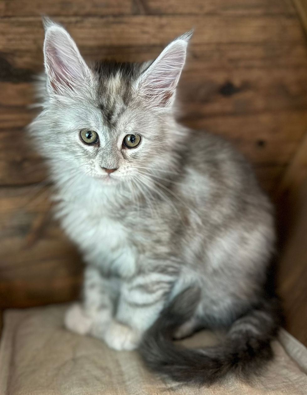 Josie- 8 weeks
