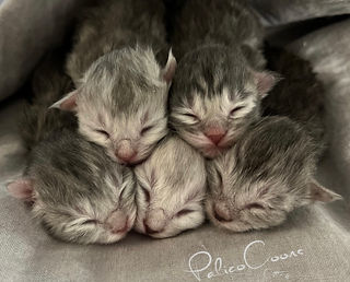 Precious slumber: Five adorable blue silver Maine Coon kittens, just days old, cuddle together in a peaceful sleep. PalicoCoons Cattery. [Maine Coon kittens, cat breeder].
