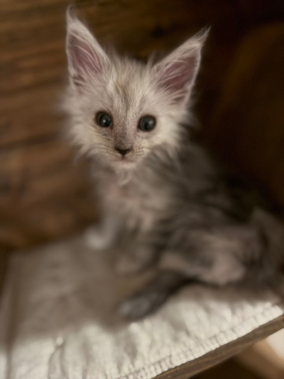 Atlas- 9 weeks