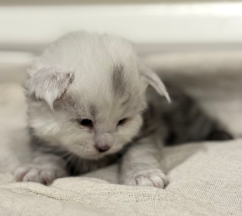 Calla- 3 weeks