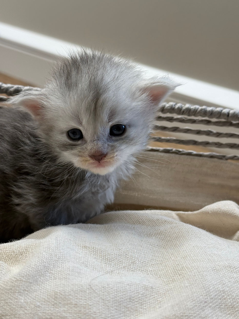 Araelia- 3 weeks