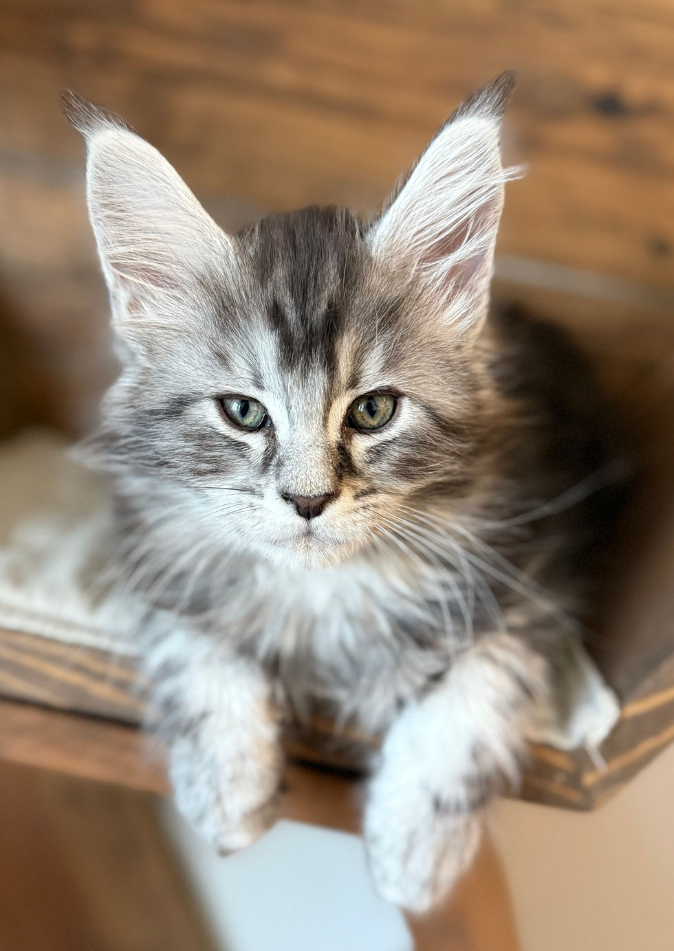 Bode- 8 weeks