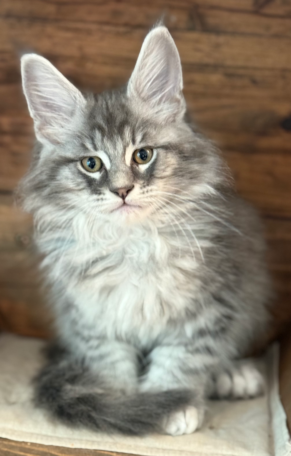 Dash - 10 Weeks
