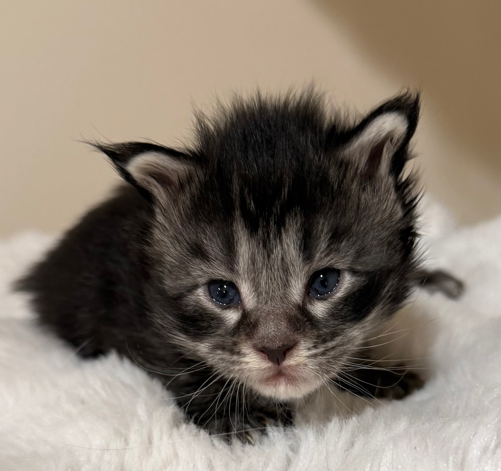 Indigo- 3 weeks #4