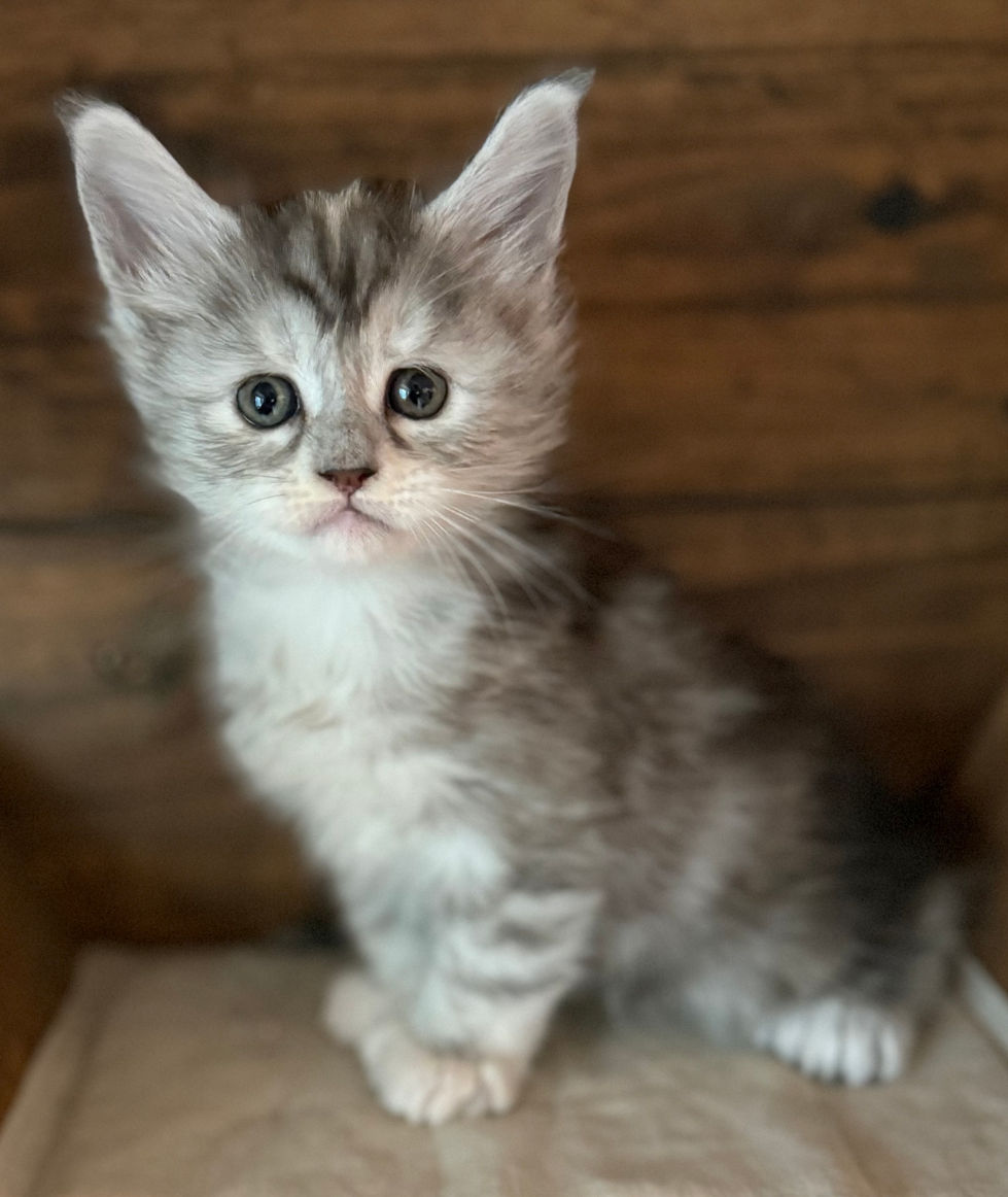 Josie- 5 weeks