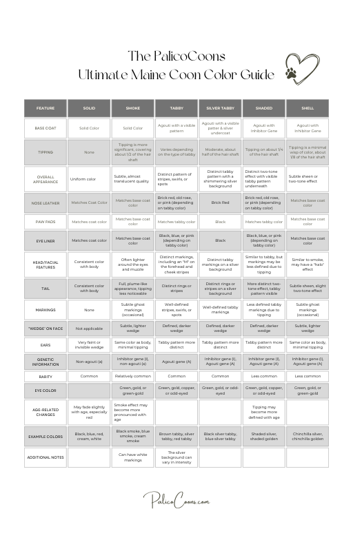 Ultimate Maine Coon Color Guide.png