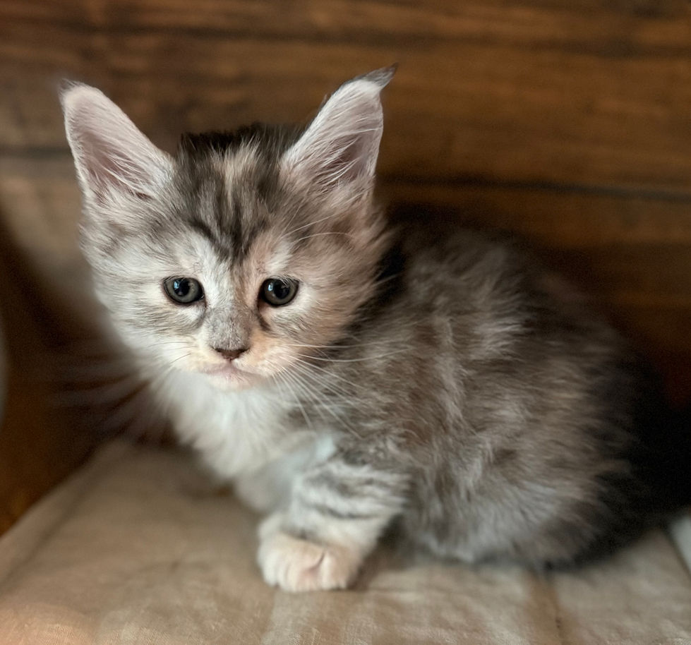 Josie- 5 weeks