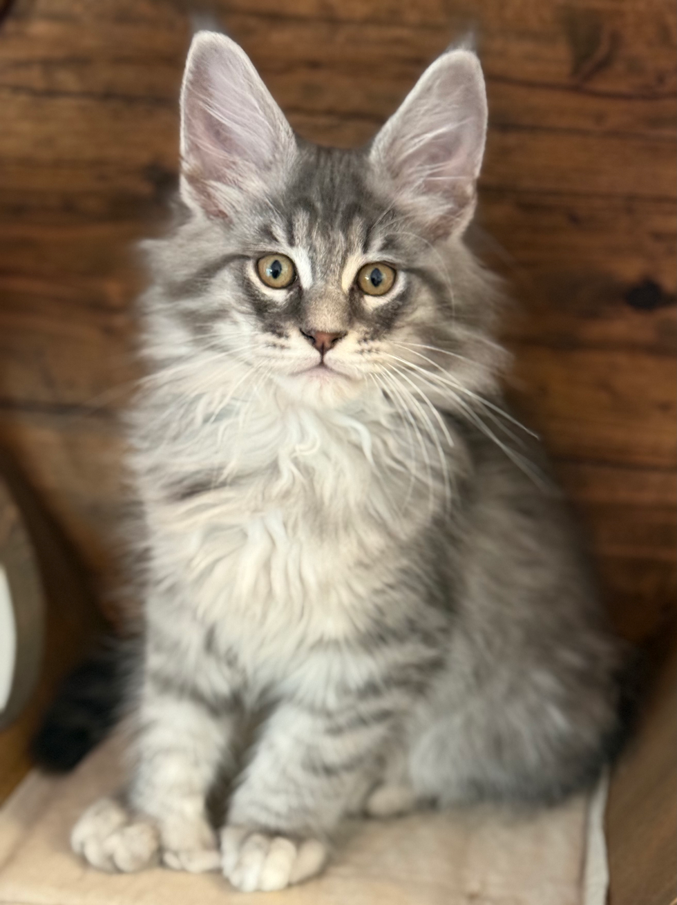 Dash - 11 Weeks