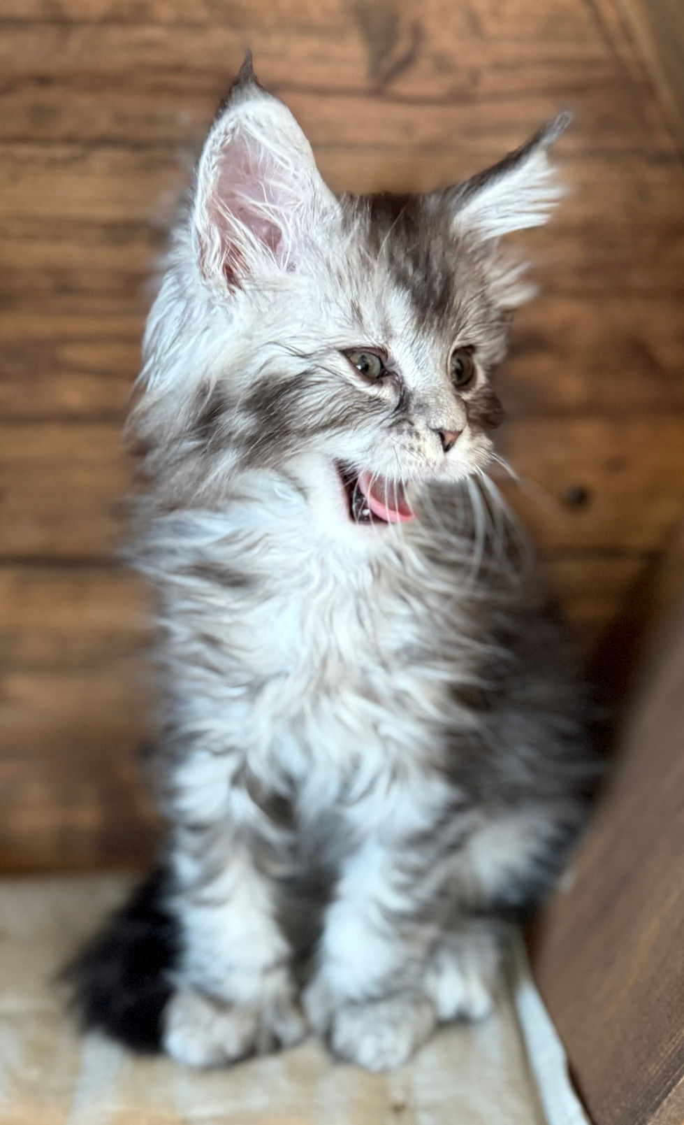 Bree- 8 weeks