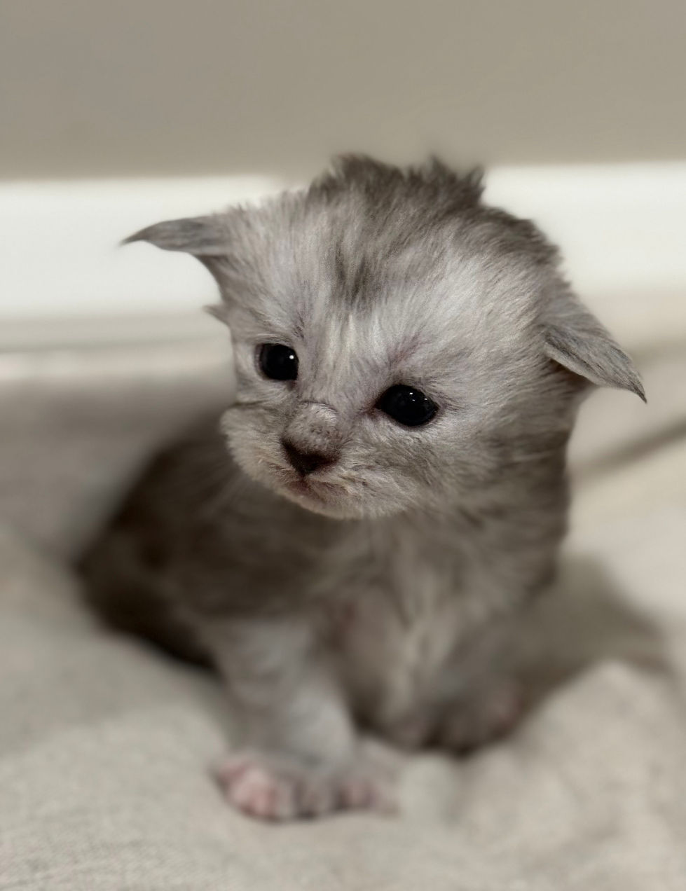 Brooke- 3 weeks