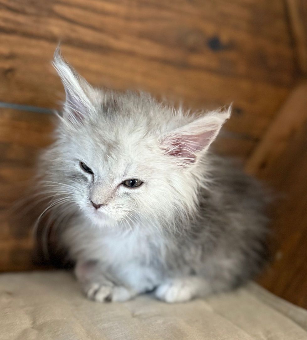 Azuree- 8 weeks