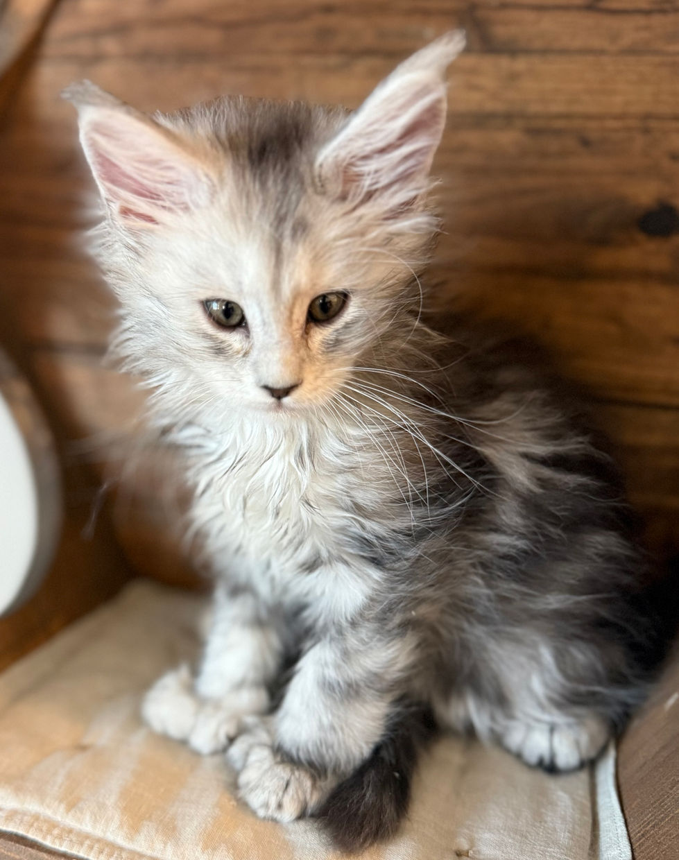 Billie- 8 weeks