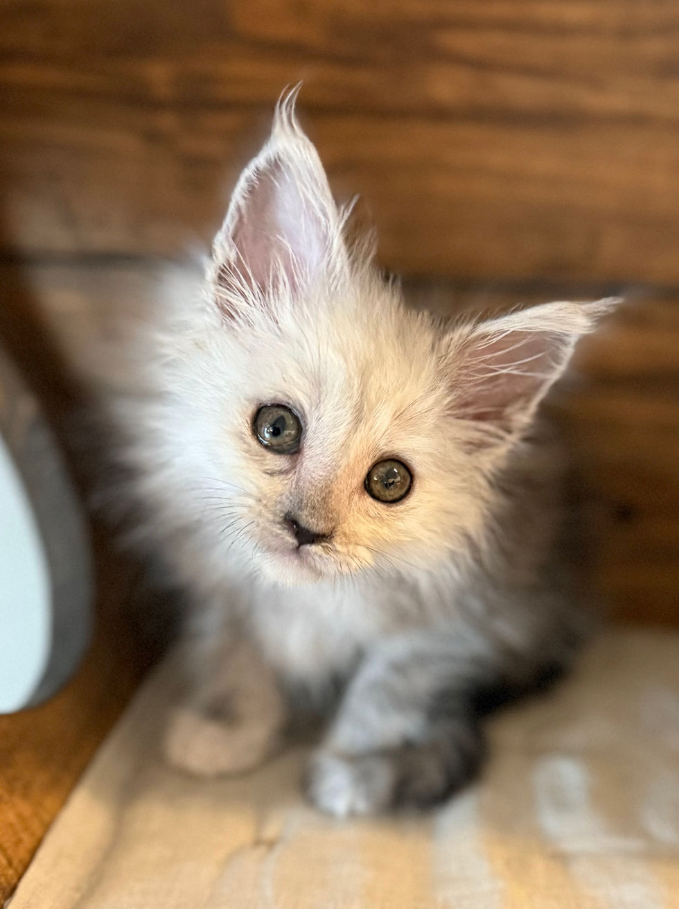 Atlas- 8 weeks