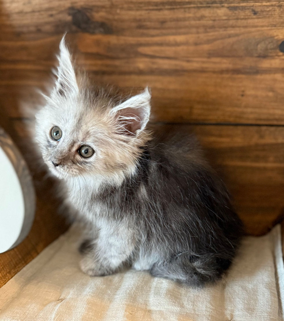 Araelia- 8 weeks