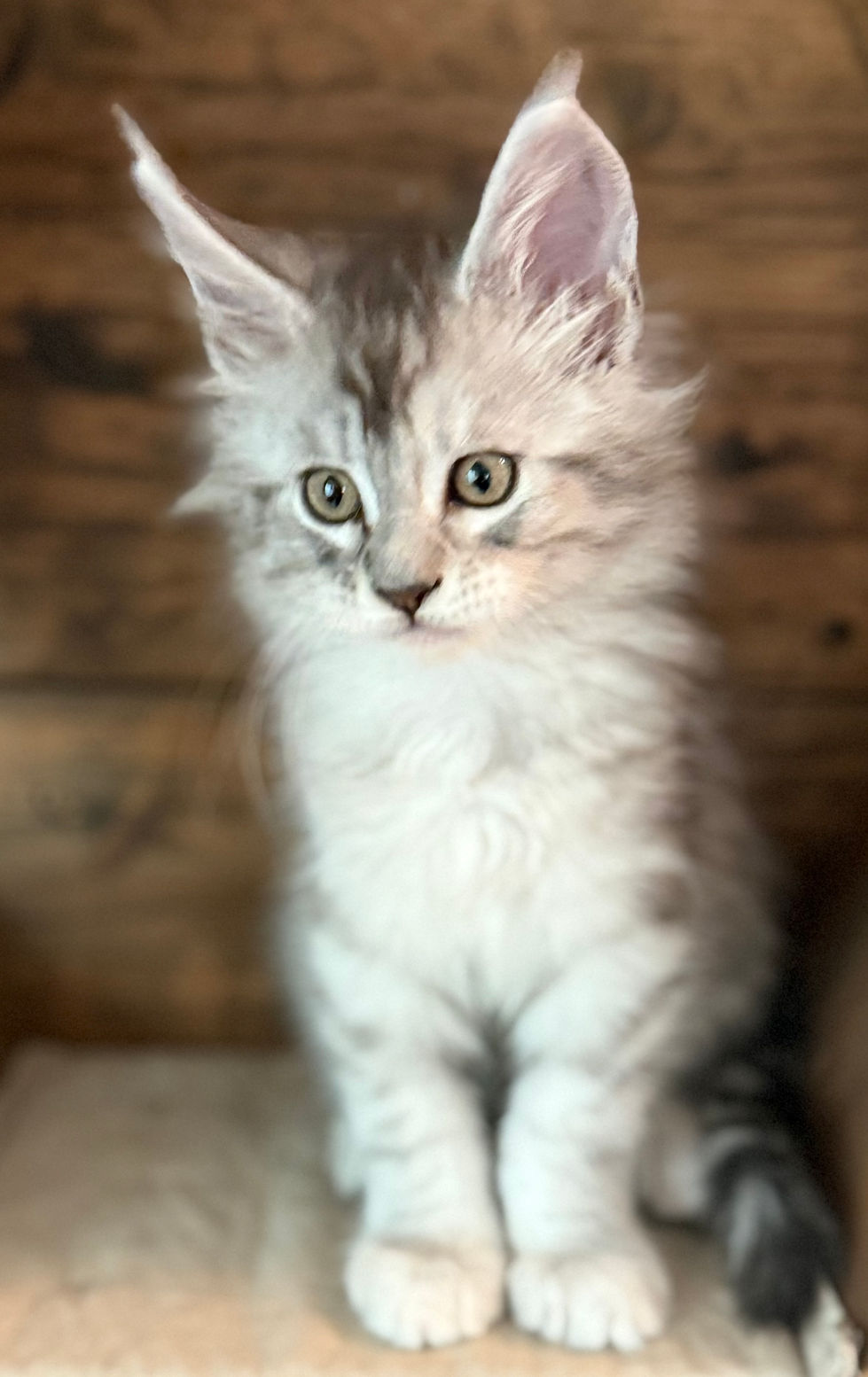 Jackson- 8 weeks