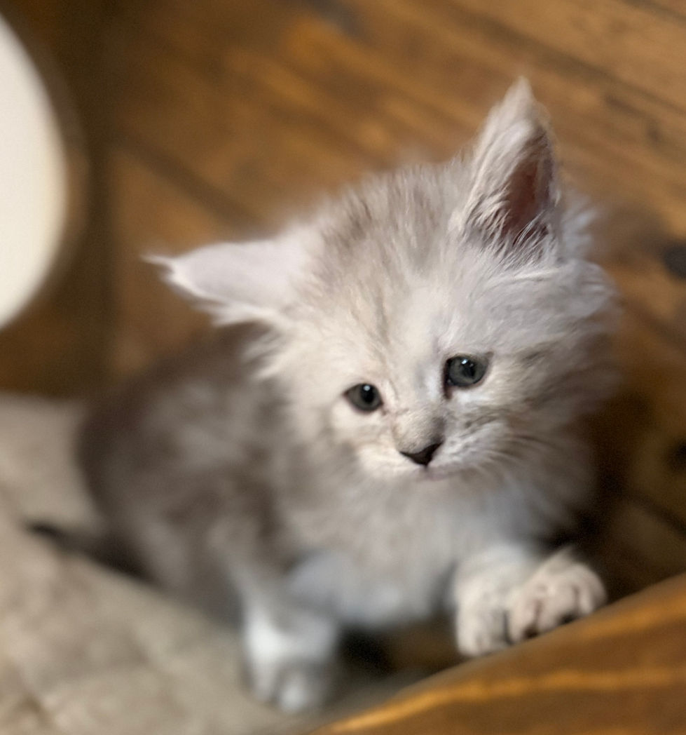 Brinley- 6 weeks