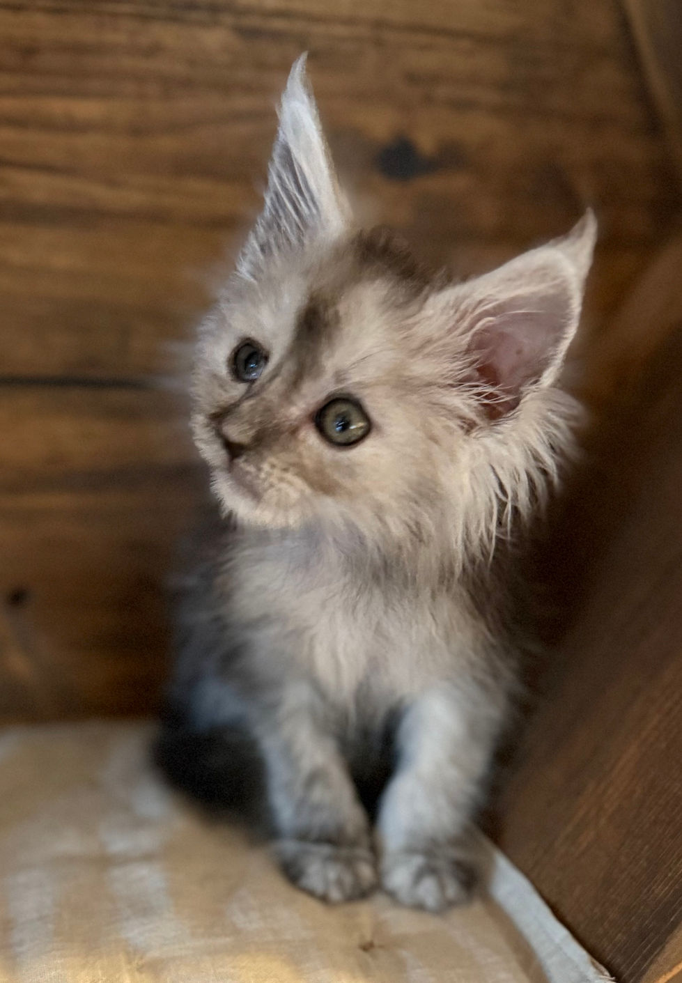 Ash- 8 weeks