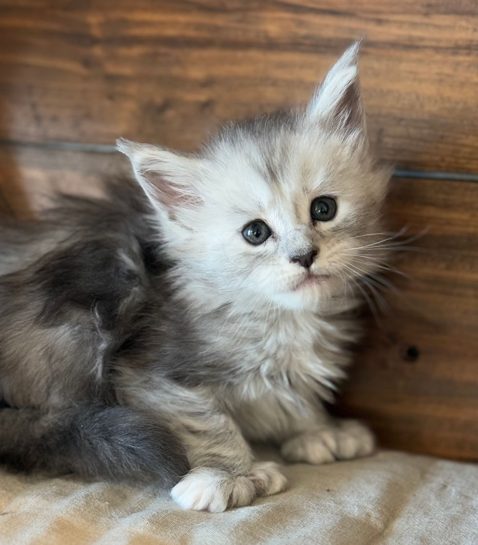 Brooke- 5 weeks