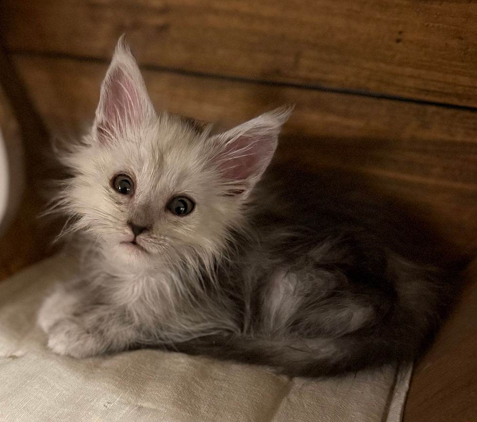 Atlas- 9 weeks