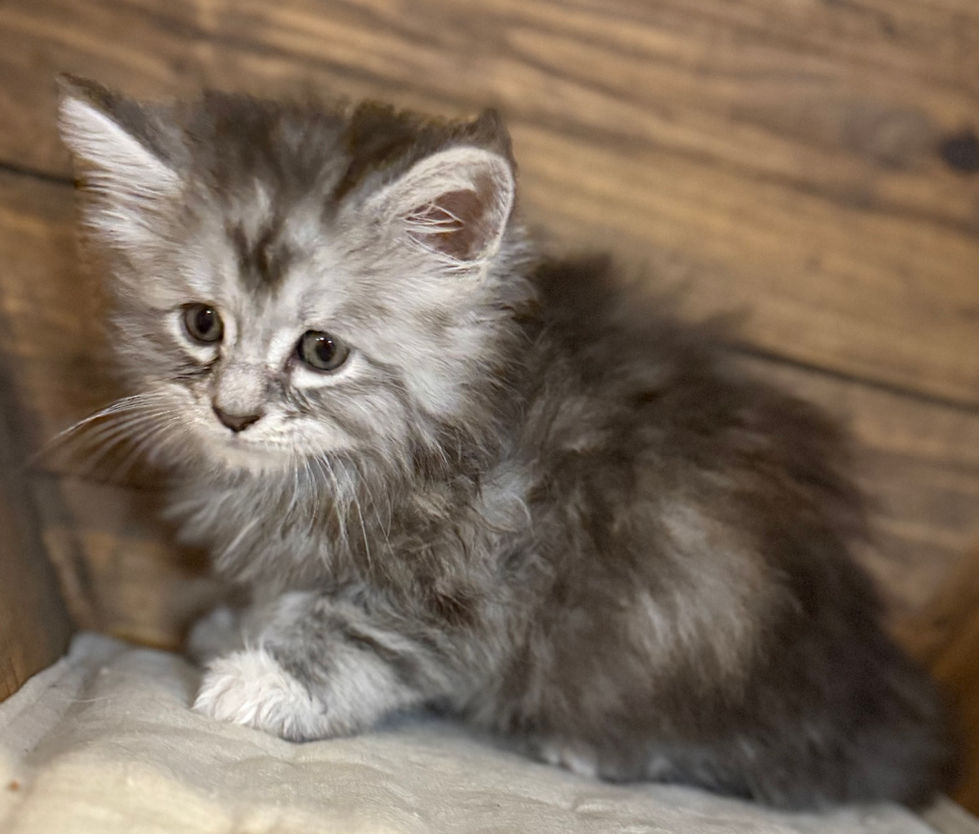 Bella- 6 weeks