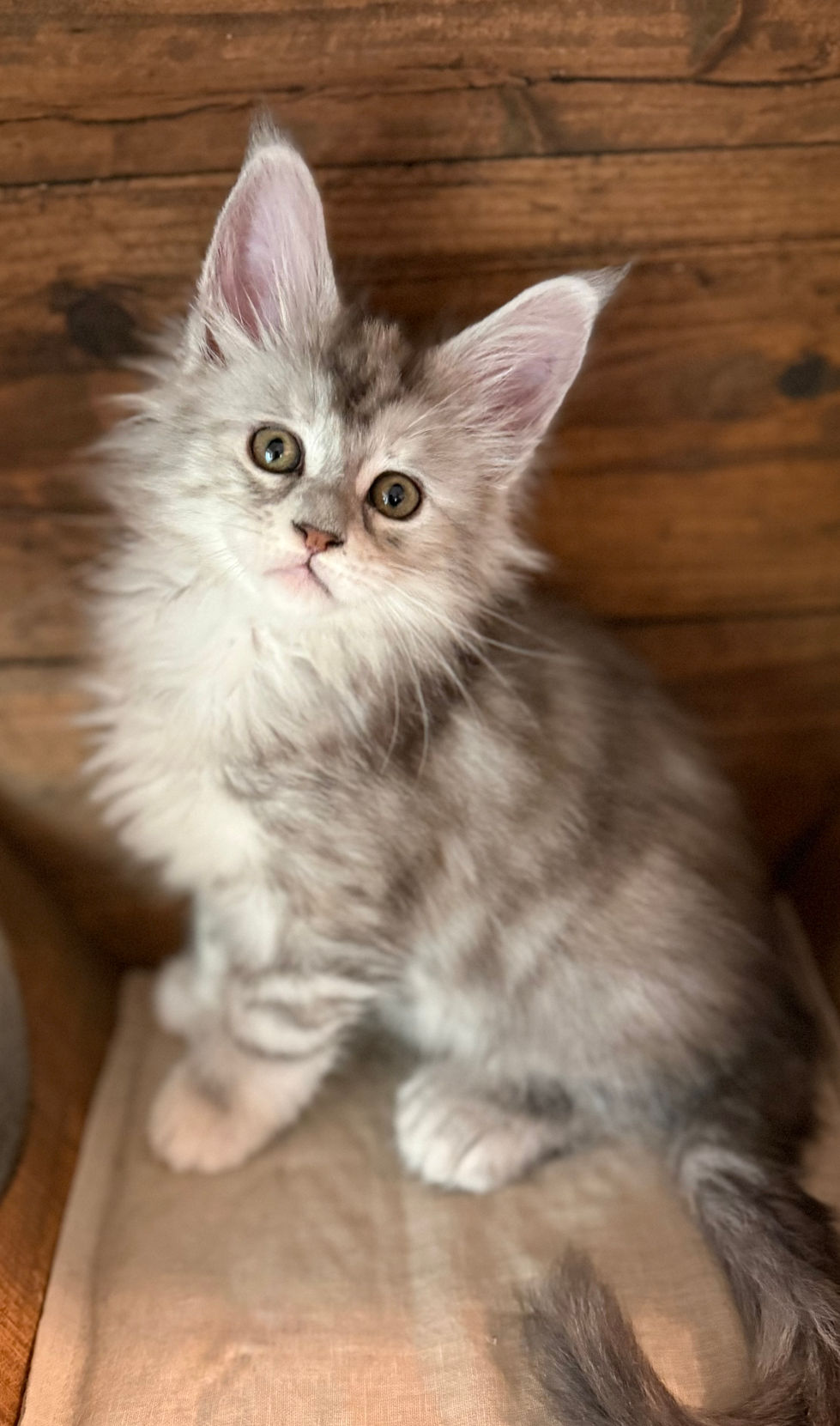 Josie- 8 weeks
