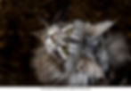 A captivating top-down view of a Maine Coon kitten, gazing upwards with mesmerizing green eyes.