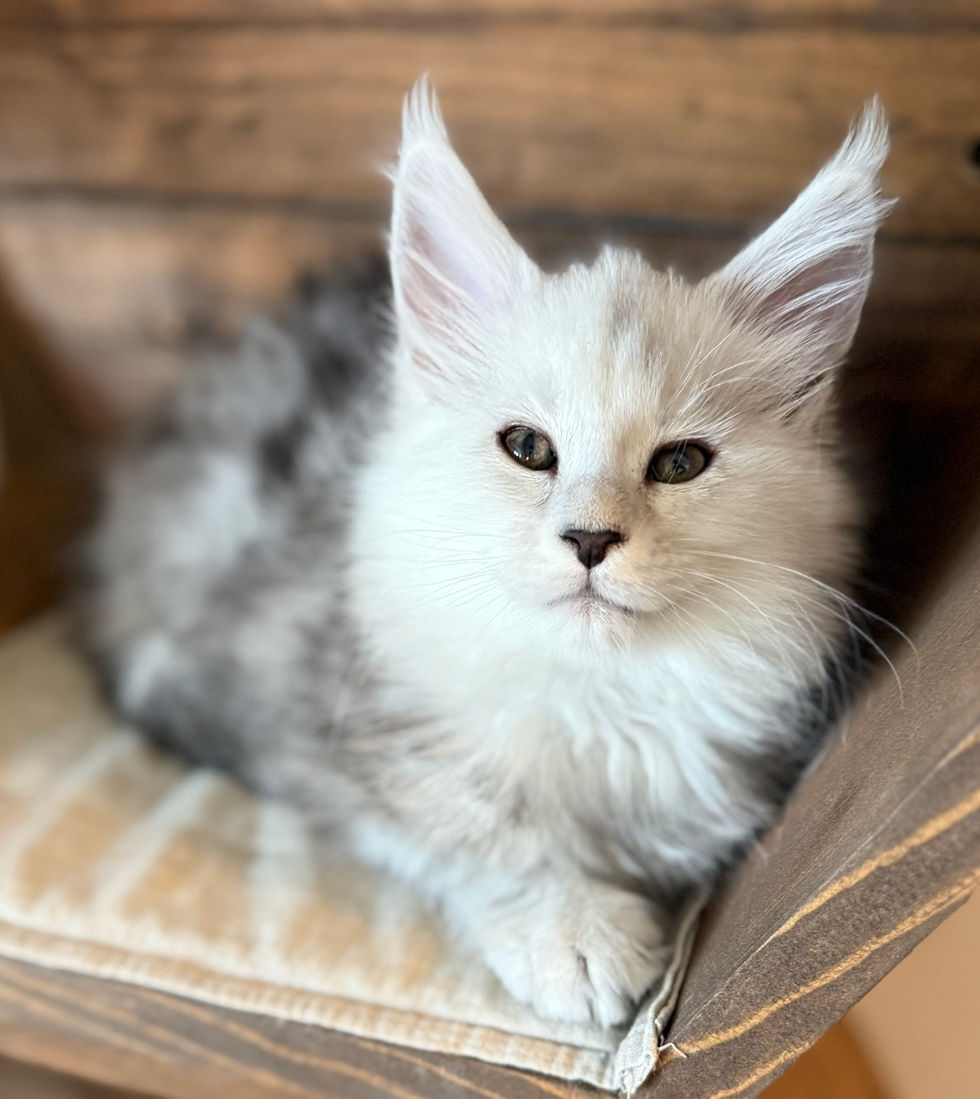 Calla- 8 weeks