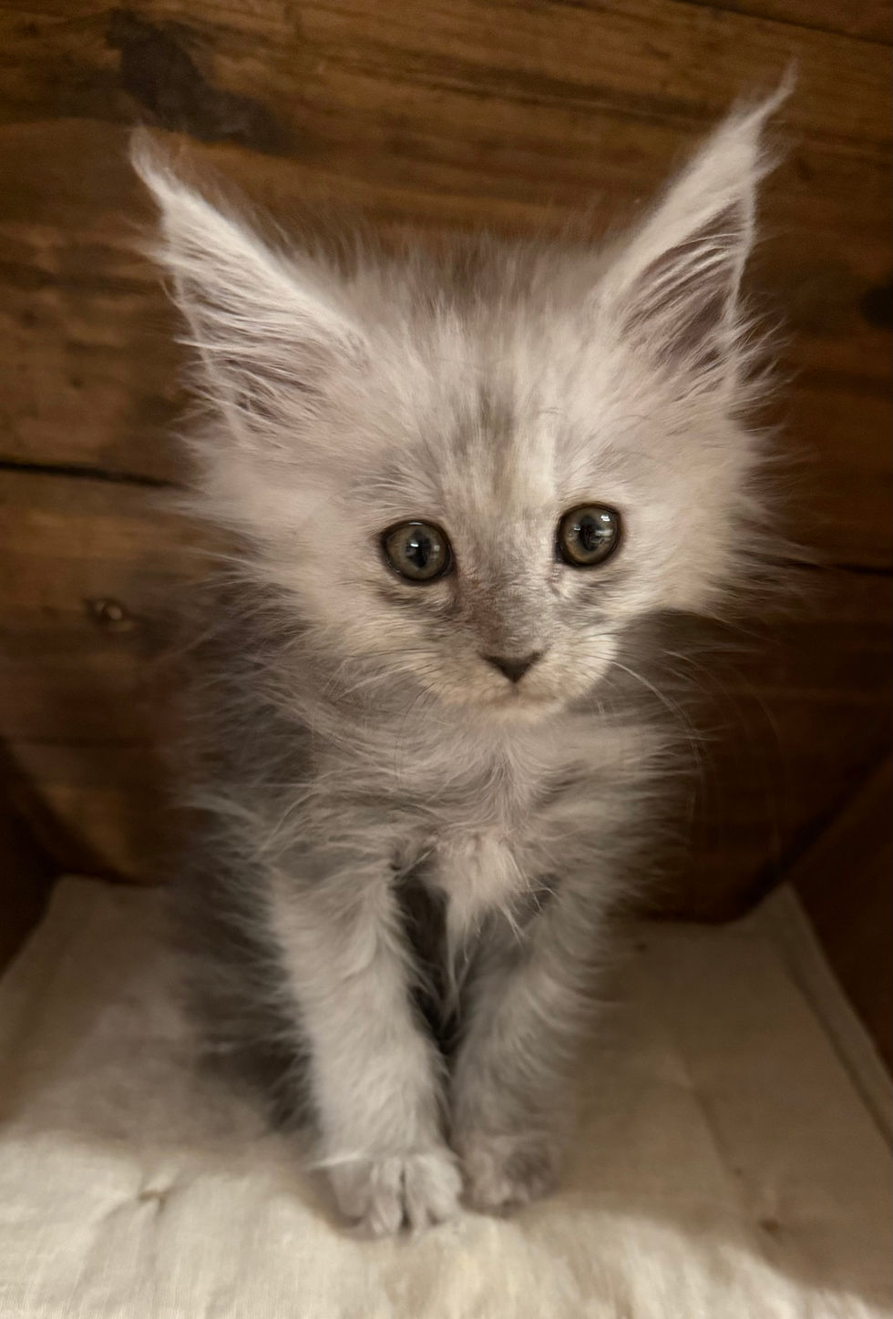 Ayla - 9 weeks