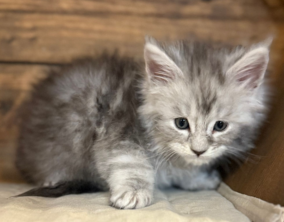 Bond- 6 weeks