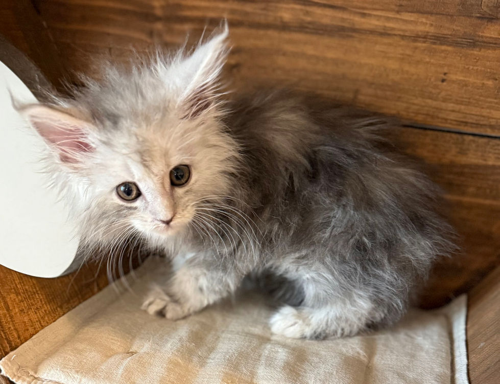 Azuree- 8 weeks