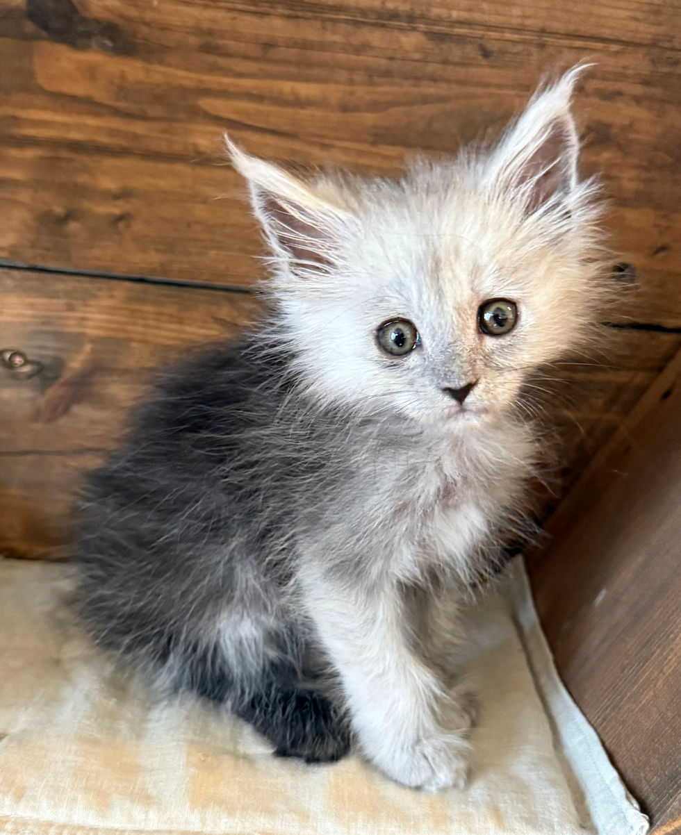 Ayla - 8 weeks