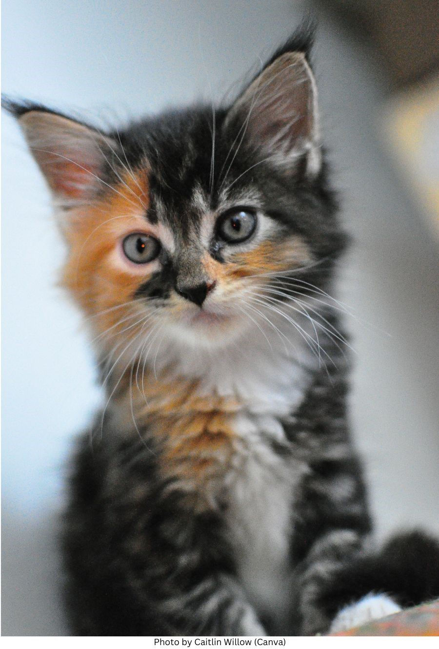 A close-up of an adorable torbie Maine Coon kitten with big, expressive eyes and fluffy tufted ears.