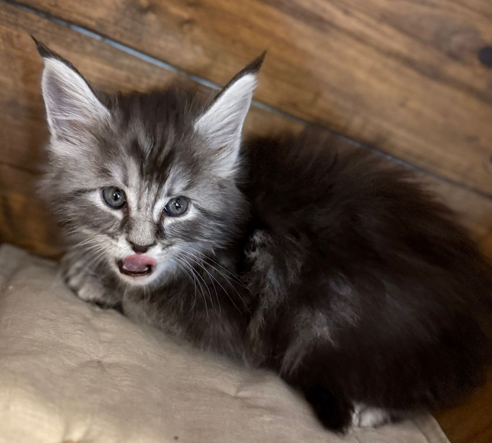 Bode- 6 weeks