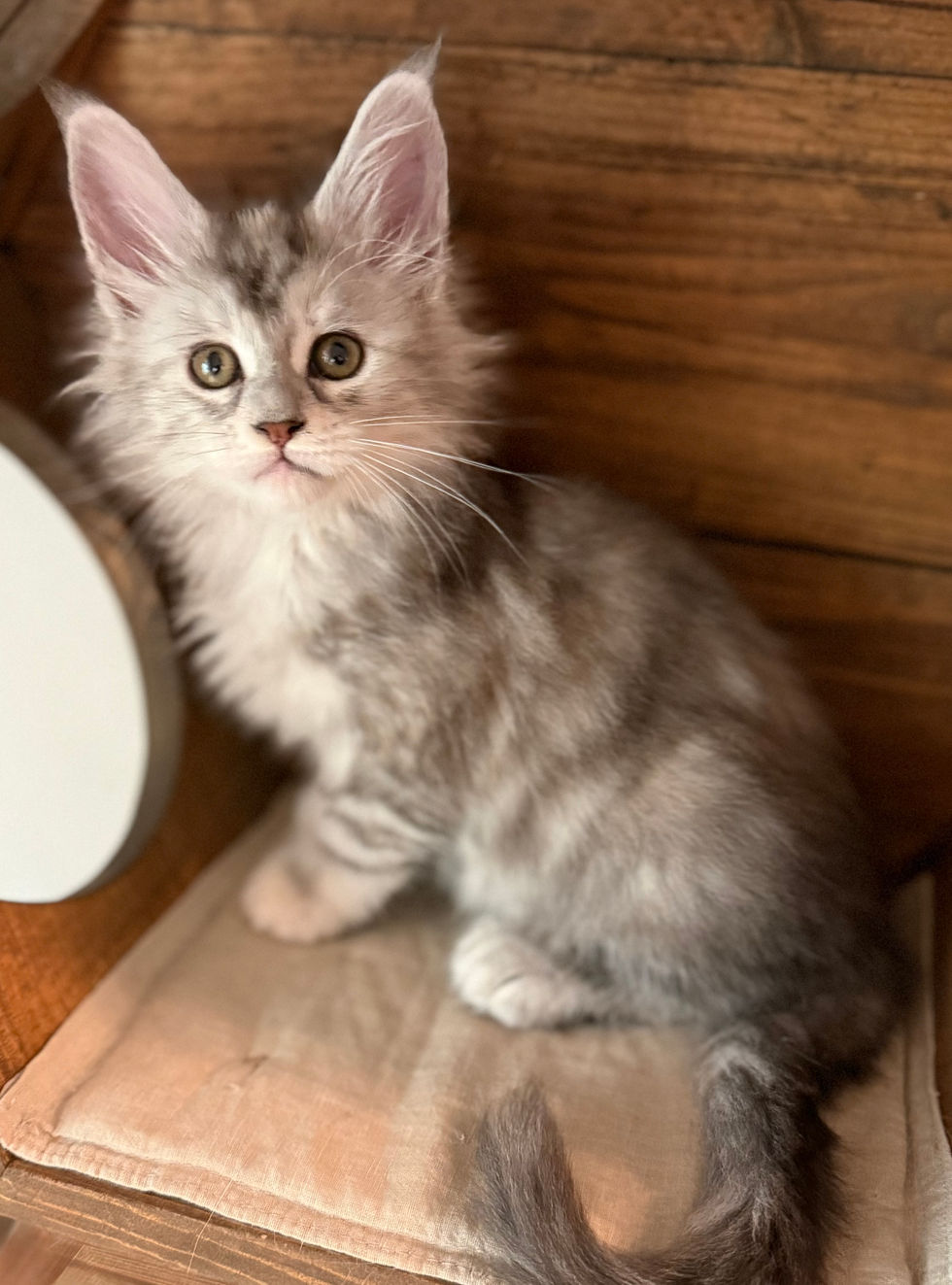Josie- 8 weeks