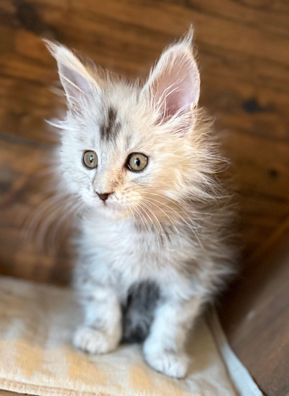 Aero - 8 weeks