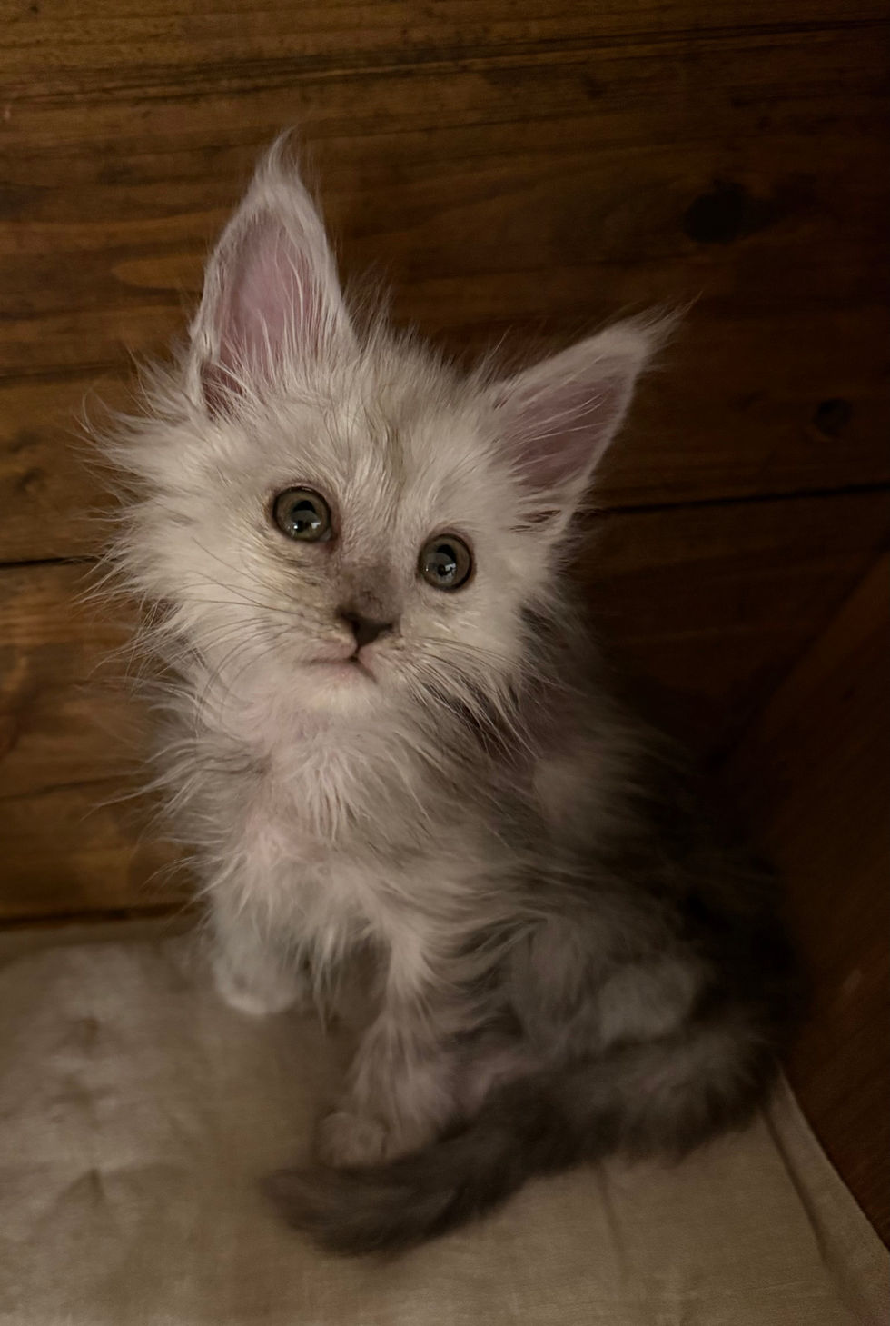Atlas- 9 weeks