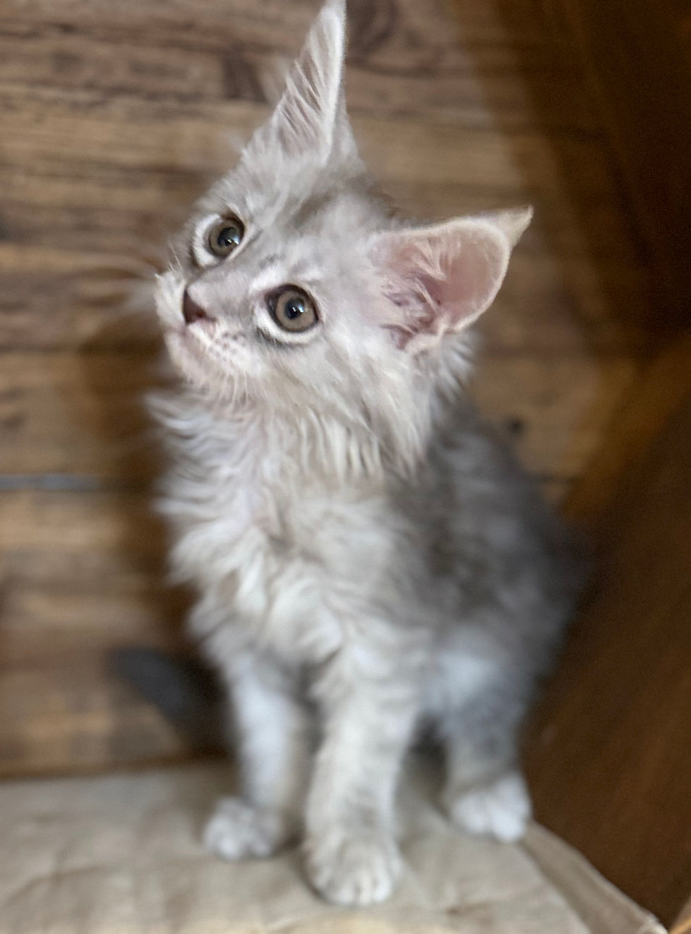 Astrid- 8 weeks