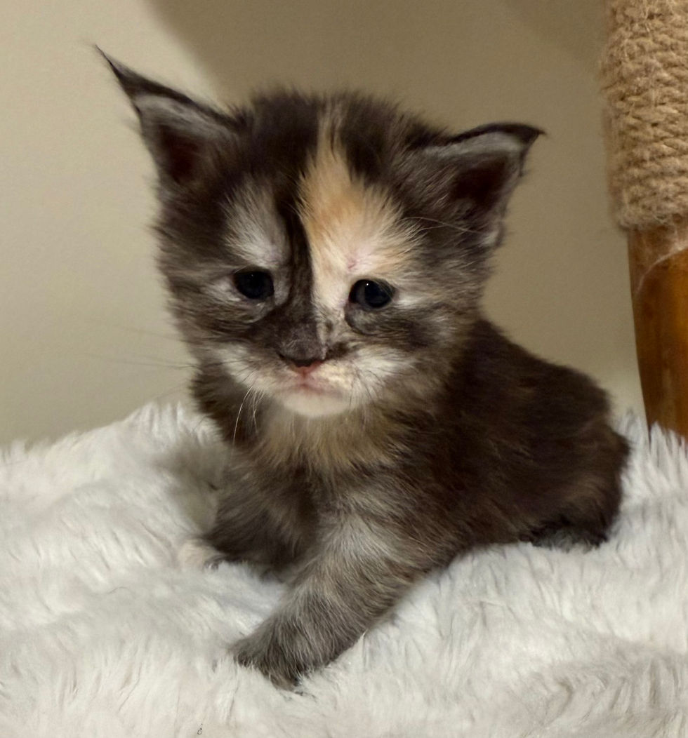 Juniper - 3 weeks