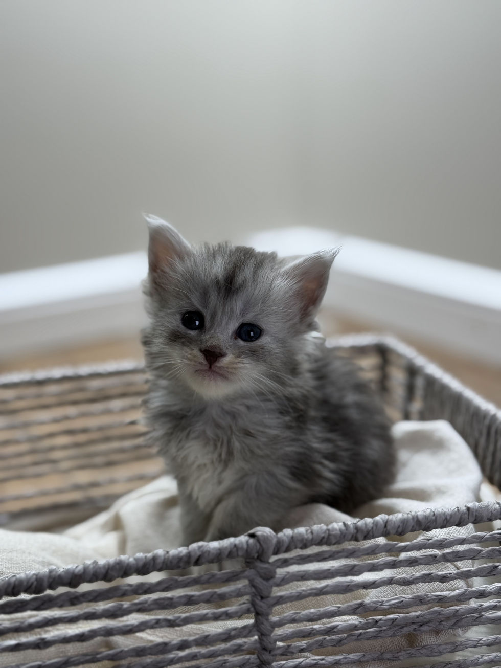 Astrid- 4 weeks
