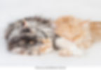 Two sleeping Maine Coons holding paws.
