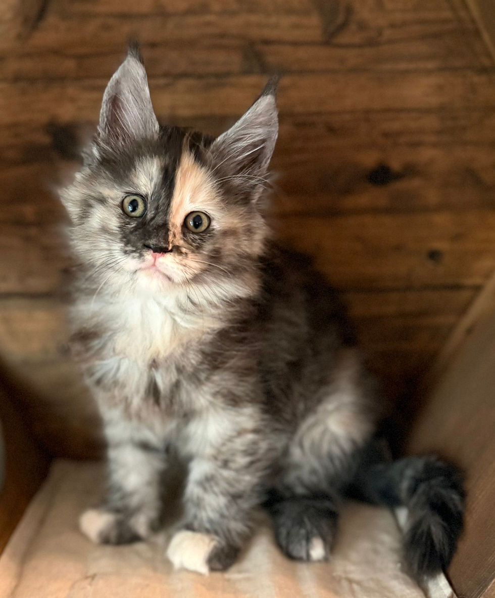 Juniper - 8 weeks