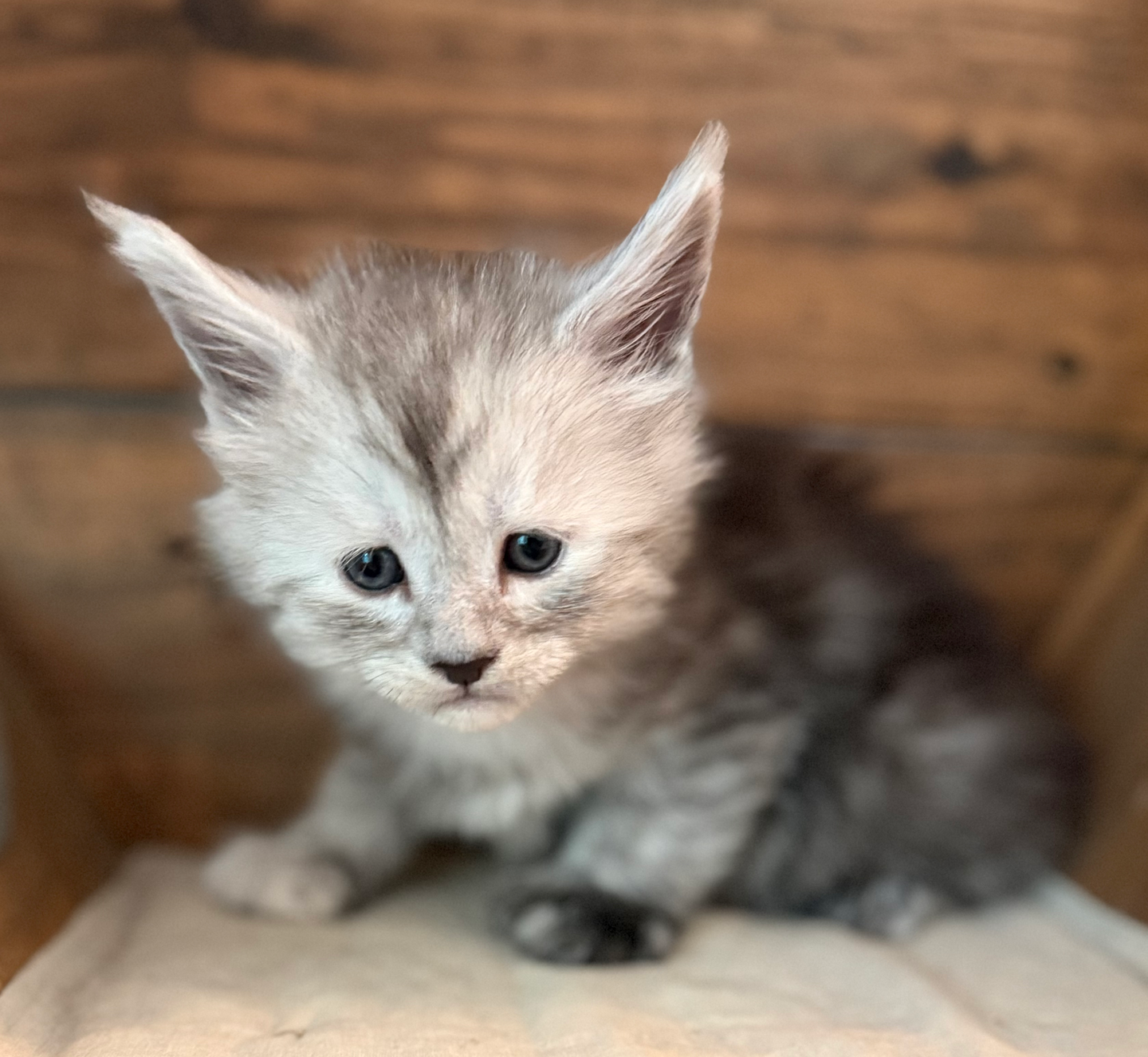 Harry- 4 weeks #1