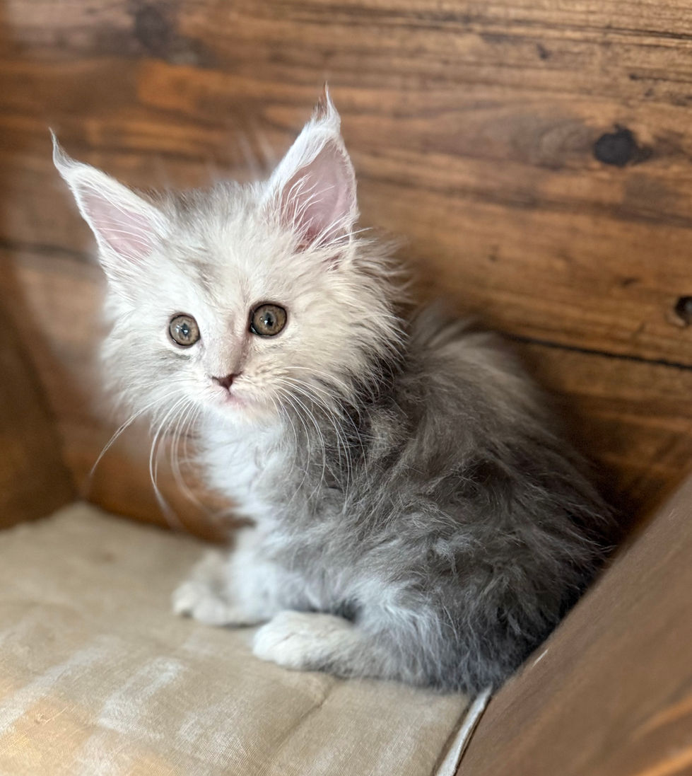 Azuree- 8 weeks