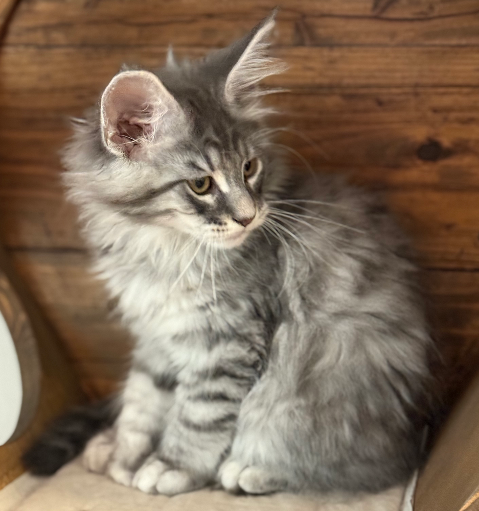 Dash - 11 Weeks