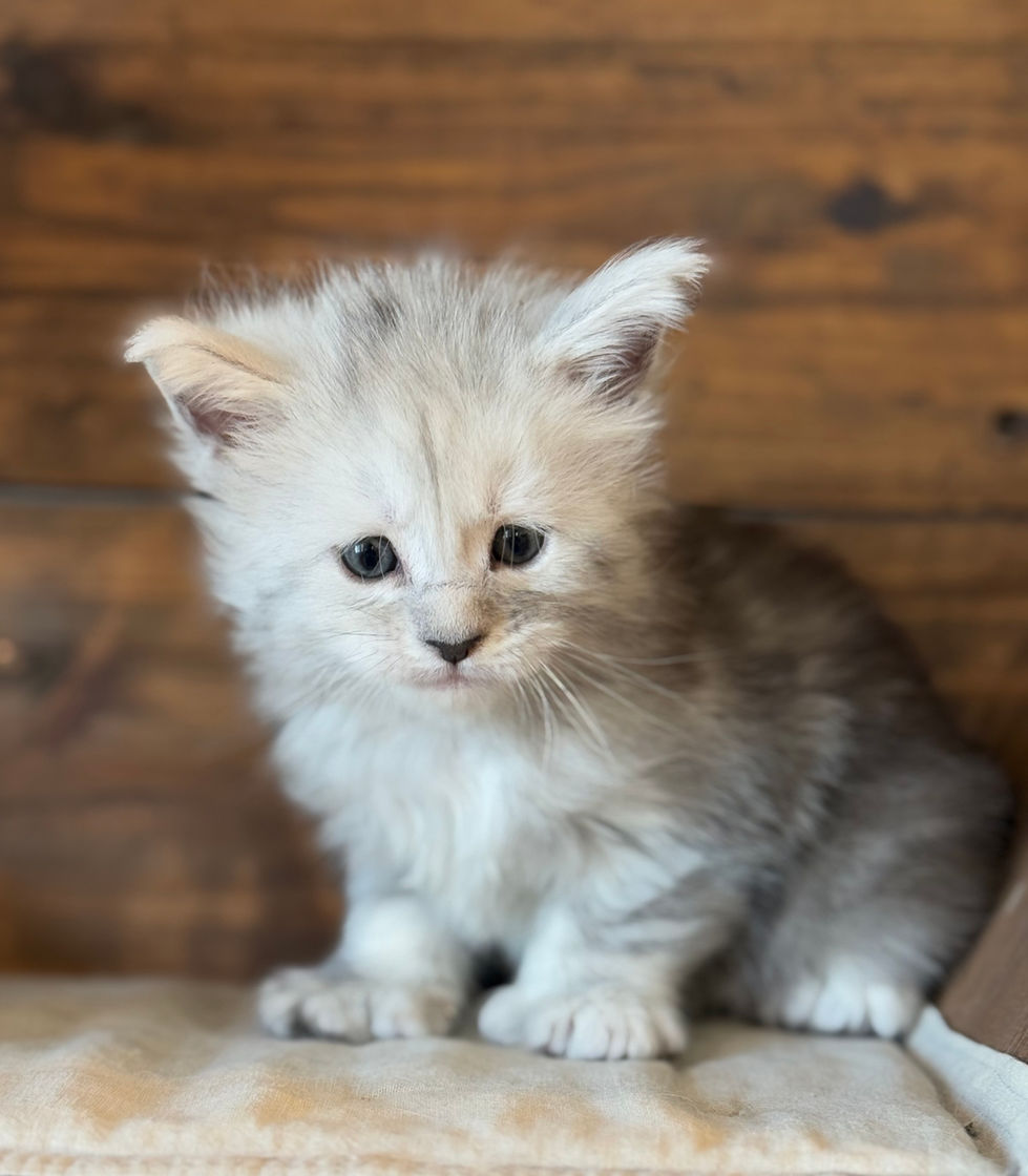 Brinley- 5 weeks