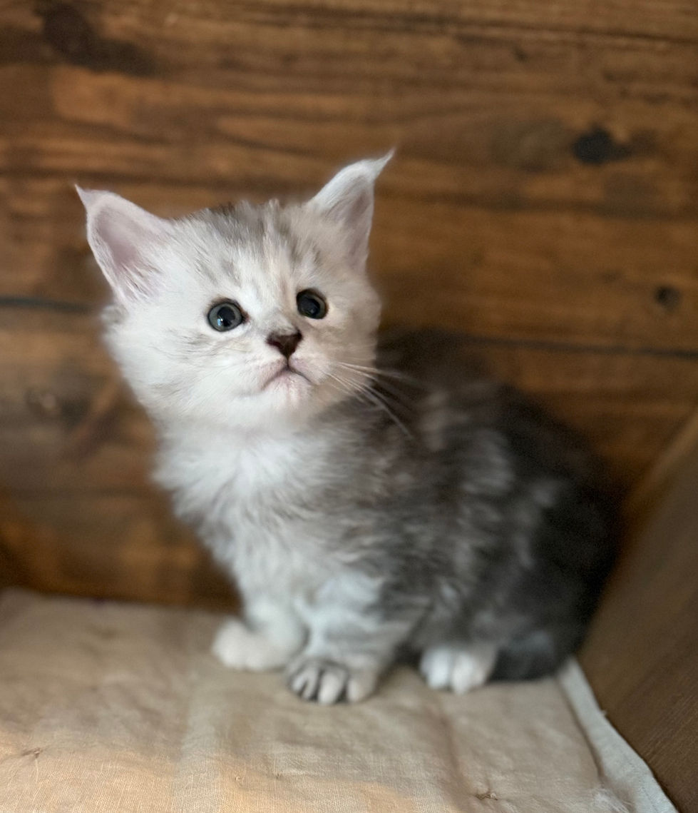 Elise - 4 Weeks