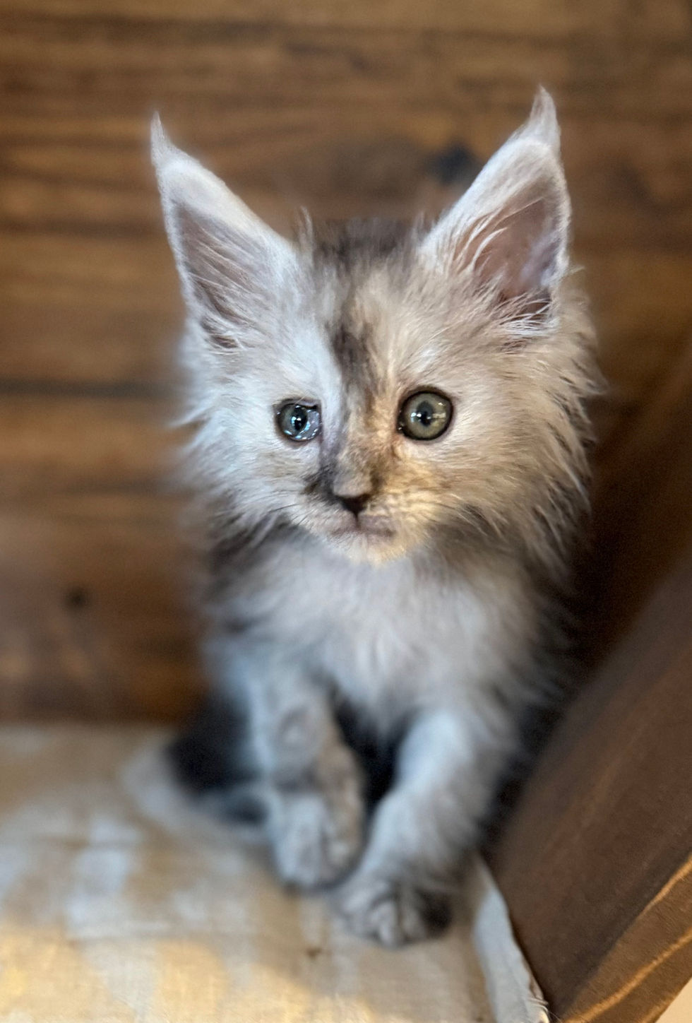 Ash- 8 weeks