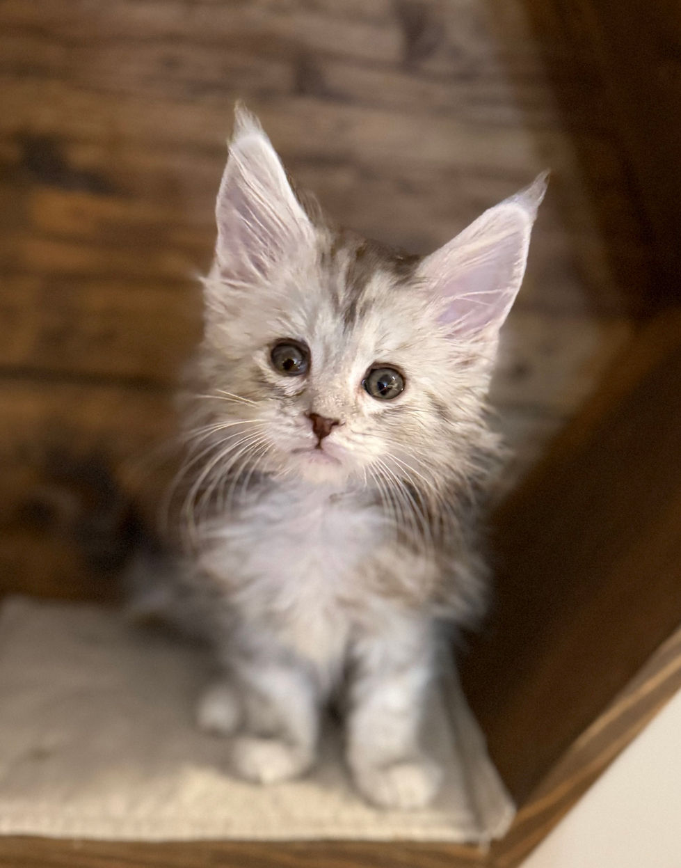Axel- 8 weeks